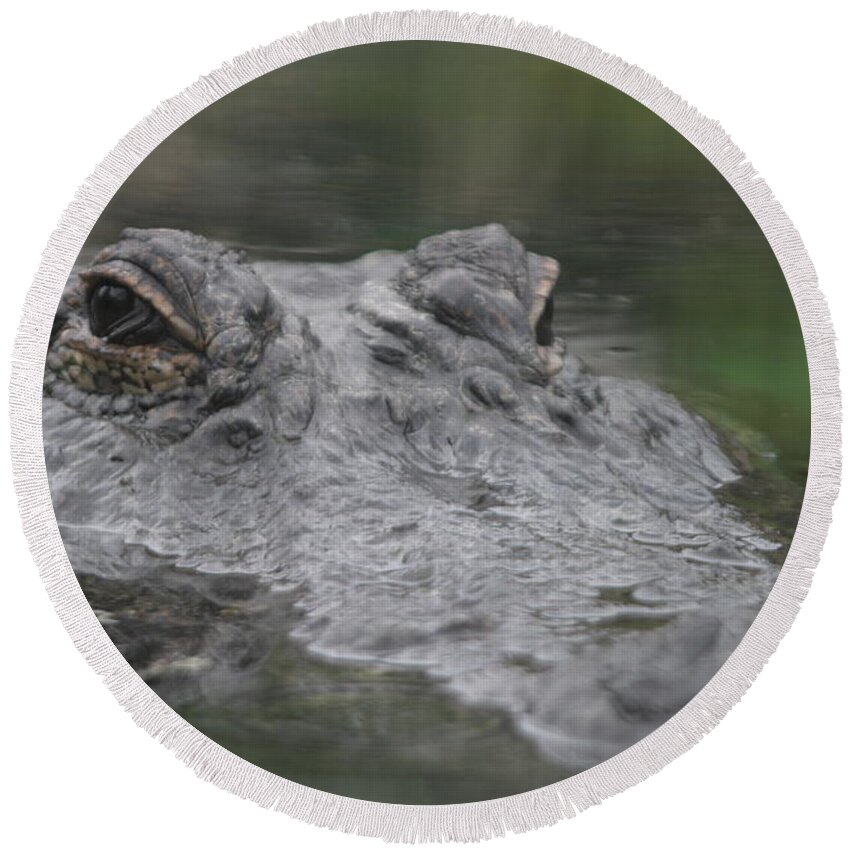 Animal Round Beach Towel featuring the photograph Alligator by Deana Glenz
