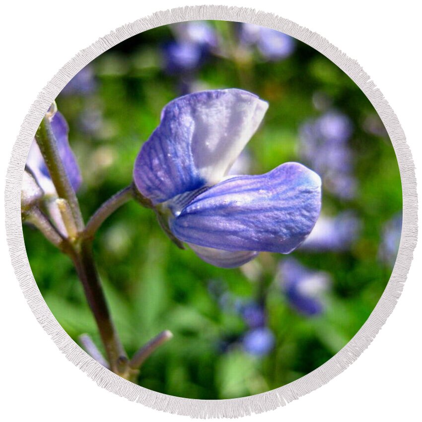 Lupine Round Beach Towel featuring the photograph Alpine Lupine by Kathy Bassett