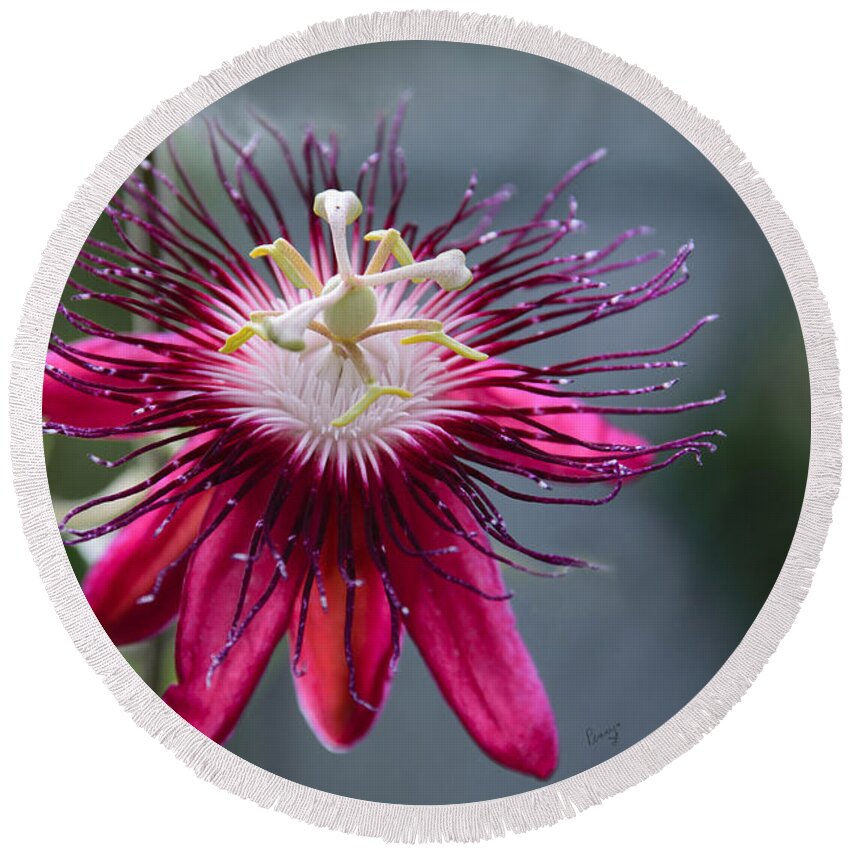 Beautiful Round Beach Towel featuring the photograph Amazing Passion Flower by Penny Lisowski