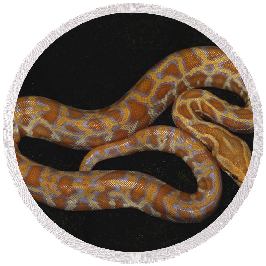 Albinic Round Beach Towel featuring the photograph Amelanistic Burmese Python by Karl H. Switak