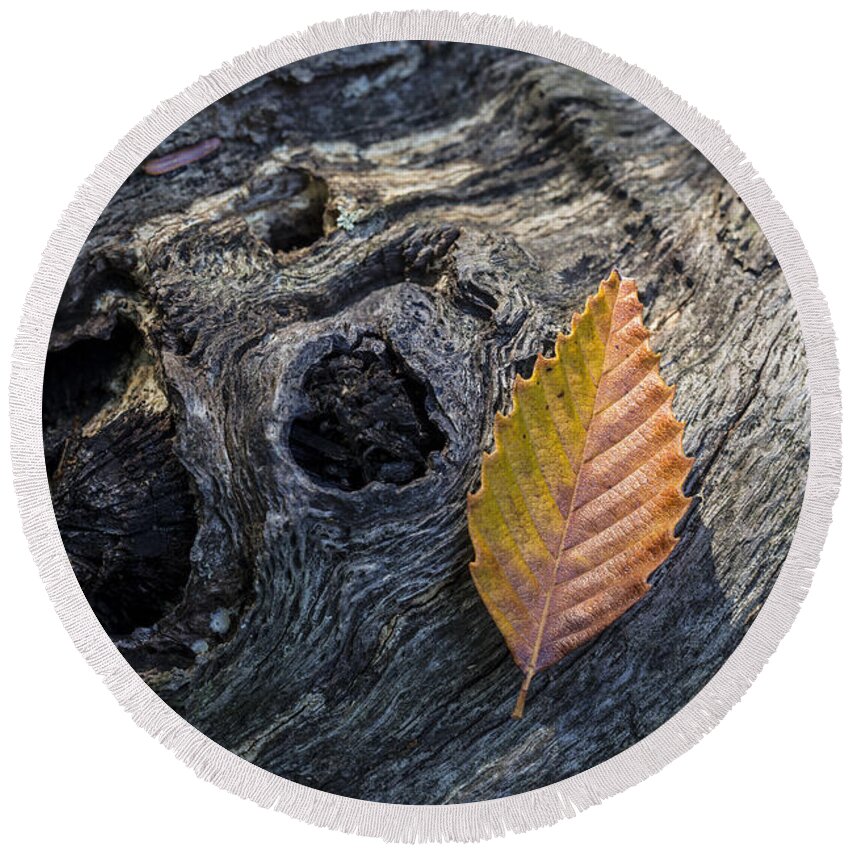 Andrew Pacheco Round Beach Towel featuring the photograph American Beech Leaf by Andrew Pacheco