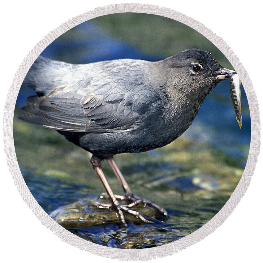 Dipper Round Beach Towel featuring the photograph American Dipper by Gary Beeler