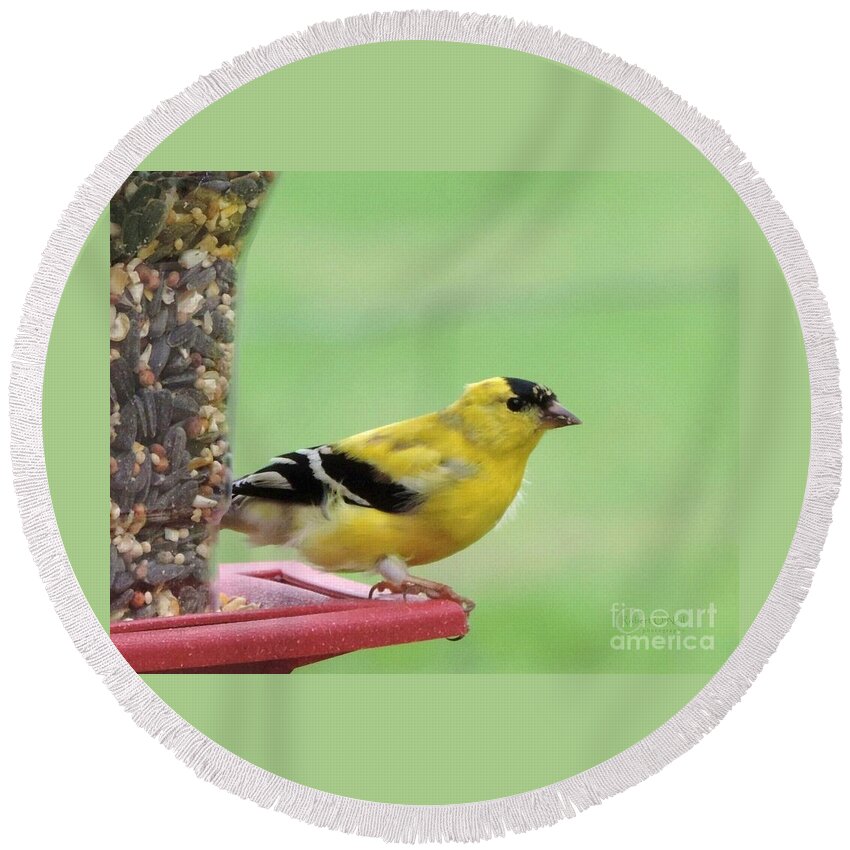 American Goldfinch Round Beach Towel featuring the photograph American Goldfinch at the Feeder 01 by Robert ONeil
