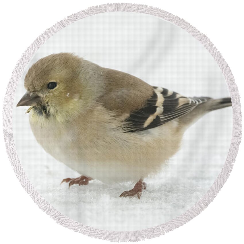 Jan Holden Round Beach Towel featuring the photograph American Goldfinch in the Snow by Holden The Moment