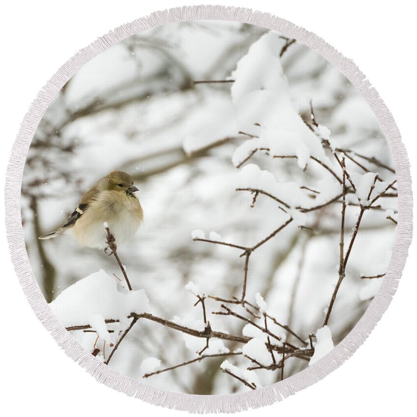 Jan Holden Round Beach Towel featuring the photograph American Goldfinch by Holden The Moment