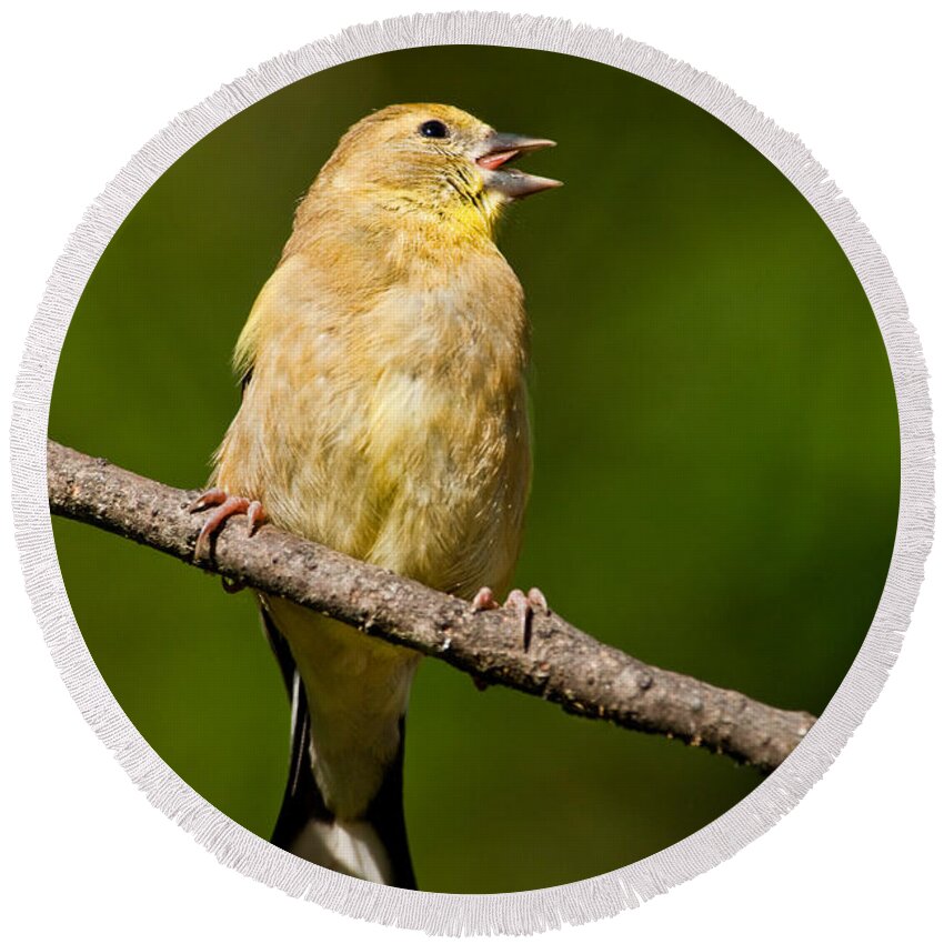 American Goldfinch Round Beach Towel featuring the photograph American Goldfinch Singing by Jeff Goulden