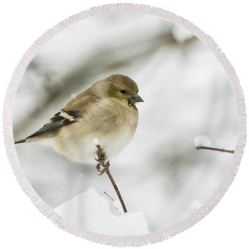 Jan Holden Round Beach Towel featuring the photograph American Goldfinch Up Close by Holden The Moment