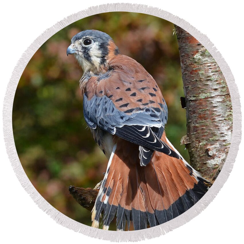 Kestral Round Beach Towel featuring the photograph American Kestral Portrait by Rodney Campbell