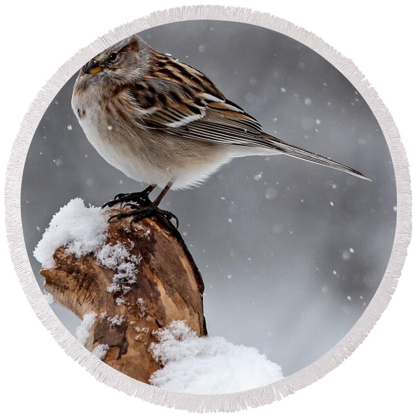 American Tree Sparrow Round Beach Towel featuring the photograph American Tree Sparrow in Snow by Dawn Key