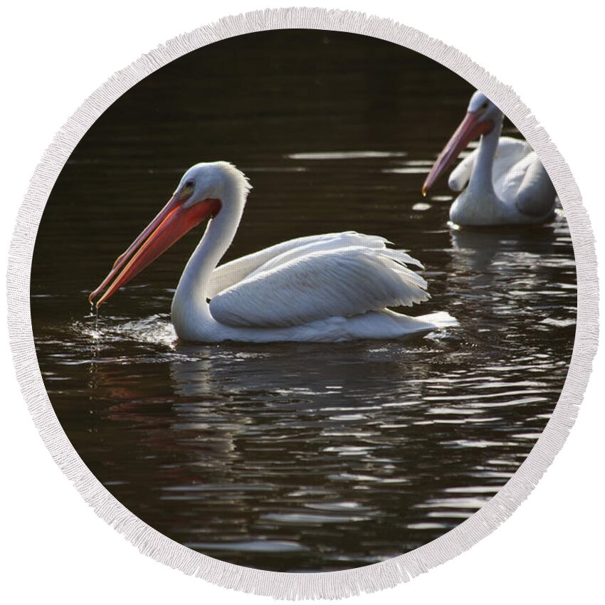American Round Beach Towel featuring the photograph American white pelicans couple by Eti Reid
