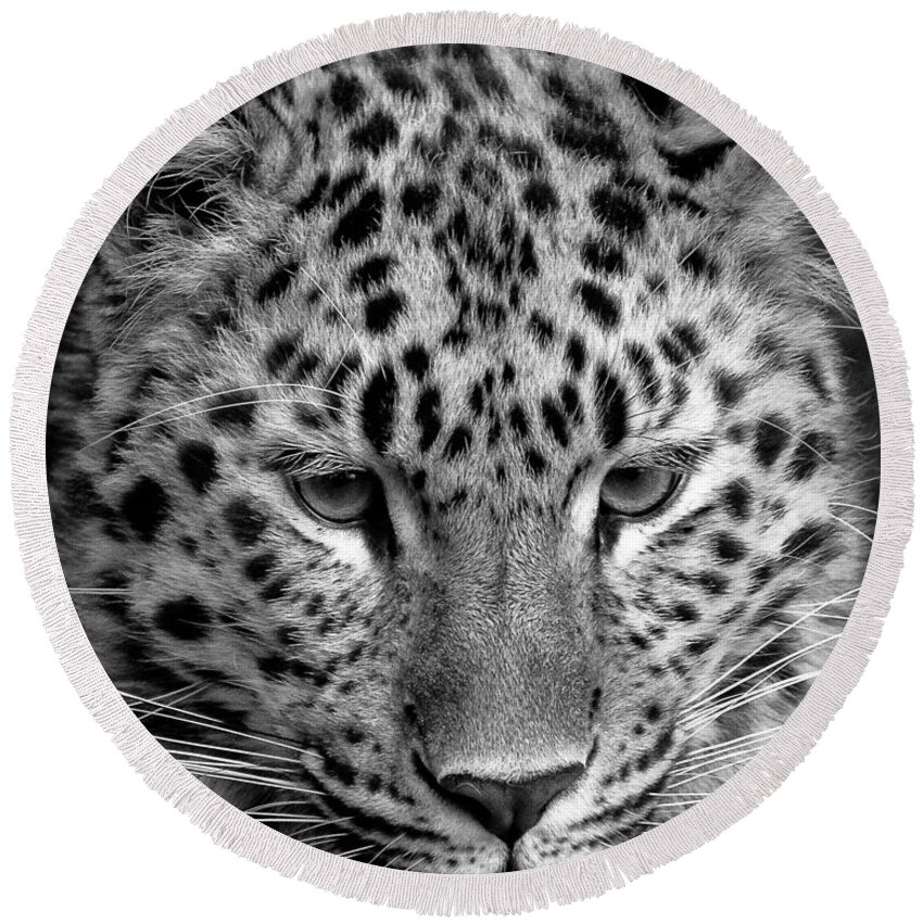 Animal Round Beach Towel featuring the photograph Amur Leopard in Black and White by Chris Boulton