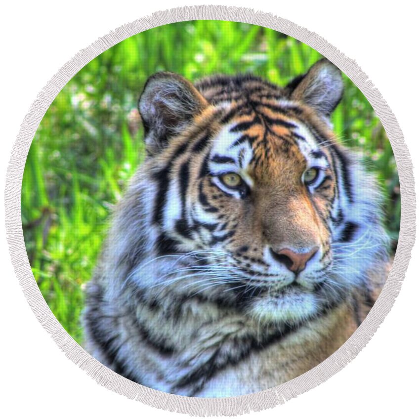 Amur Tiger Round Beach Towel featuring the photograph Amur Tiger 6 by Jimmy Ostgard
