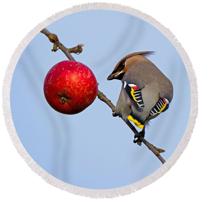 Waxwing Round Beach Towel featuring the photograph An apple a day... by Torbjorn Swenelius