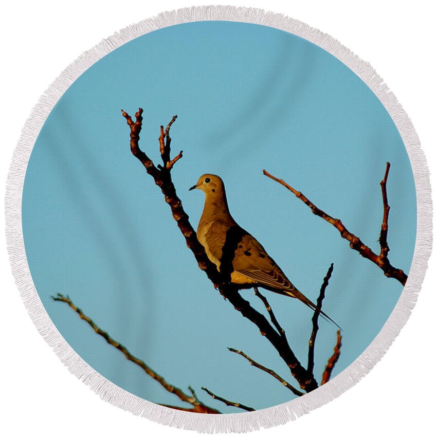 Bird Round Beach Towel featuring the photograph And A Dove In A Tree by David Weeks