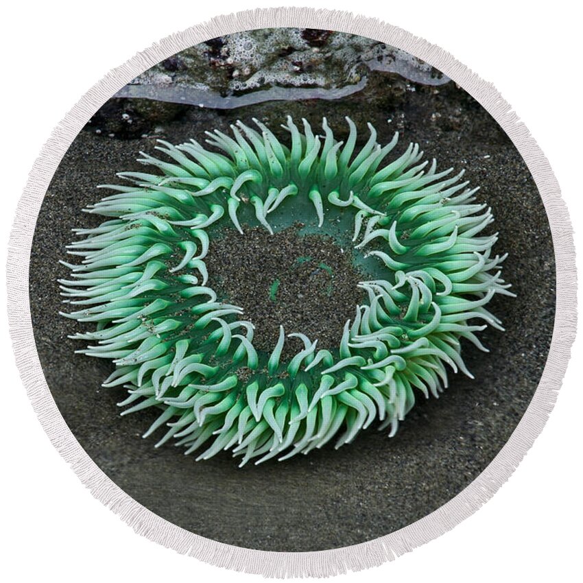 Olympic National Park Round Beach Towel featuring the photograph Anemone by Paul Schultz