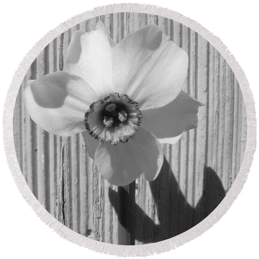 White Round Beach Towel featuring the photograph Angel Eyes Narcissus by Barbara St Jean