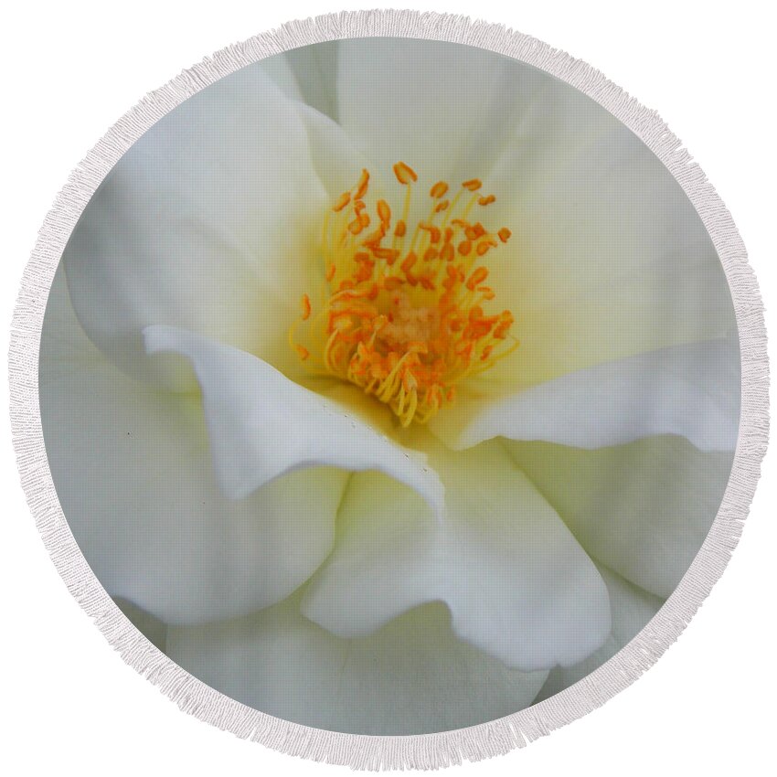 White Rose Round Beach Towel featuring the photograph Angelic Rose 1 by Sheri McLeroy