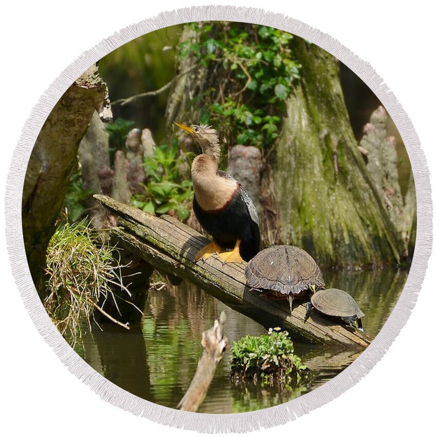 Birds Round Beach Towel featuring the photograph Anhinga And Turtles In The Swamp by Kathy Baccari