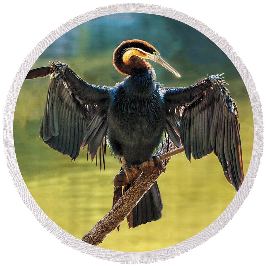 Bird Round Beach Towel featuring the photograph Anhinga Drying His Wings by William Bitman