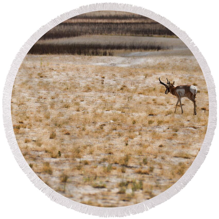 Nature Round Beach Towel featuring the photograph Antelope in White Rock Bay Antelope Island by Donna Greene