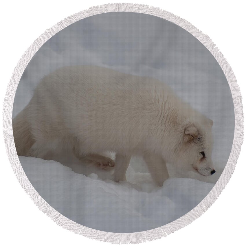 Arctic Fox Round Beach Towel featuring the photograph Arctic Fox by Bianca Nadeau