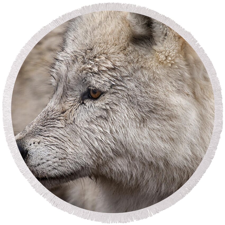 Wolf Round Beach Towel featuring the photograph Arctic Wolf by Eunice Gibb