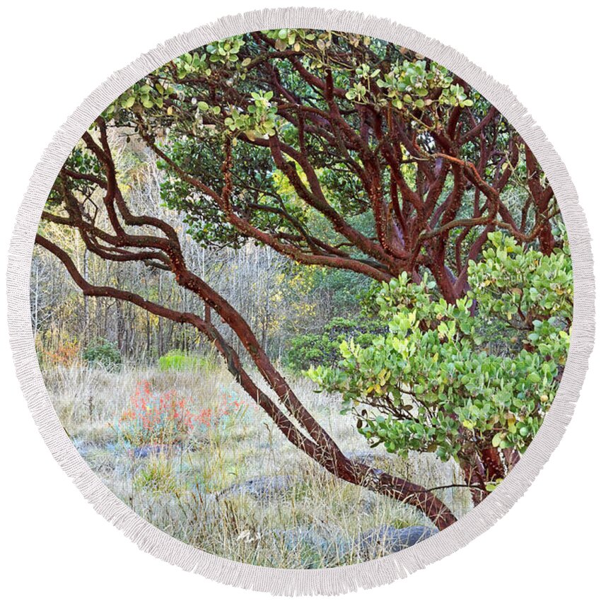 Kate Brown Round Beach Towel featuring the photograph Arctostaphylos hybrid by Kate Brown