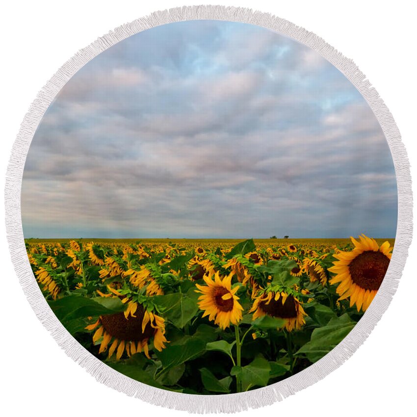 Sunflower Round Beach Towel featuring the photograph As Far As The Eye Can See by Ronda Kimbrow