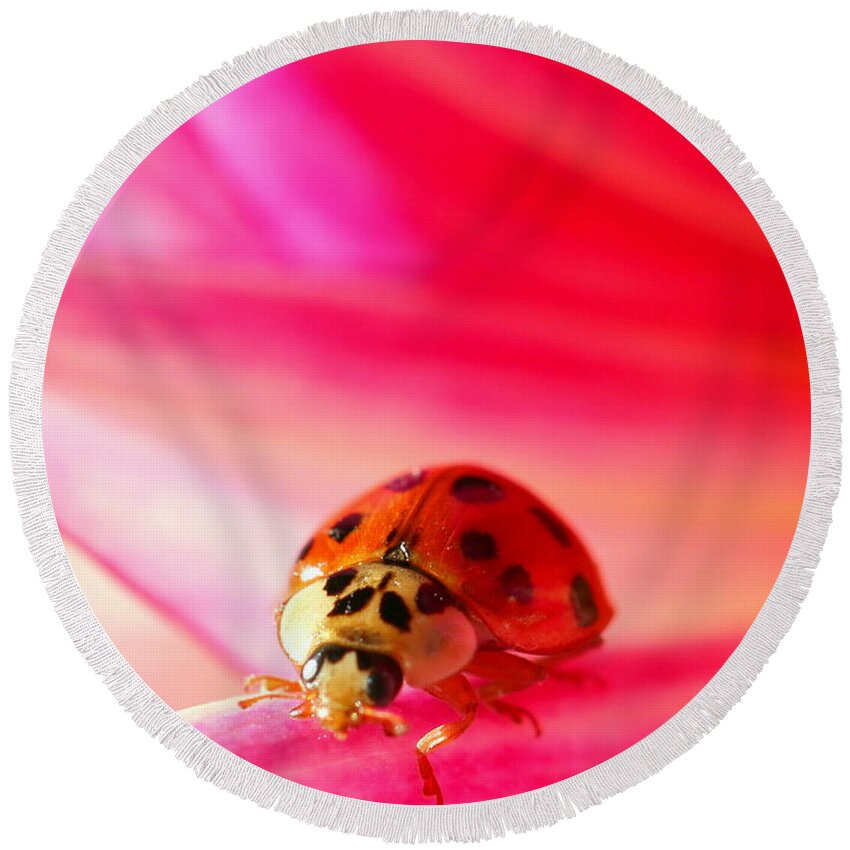 Red Round Beach Towel featuring the photograph Asian Lady Beetle 2 by Amanda Mohler