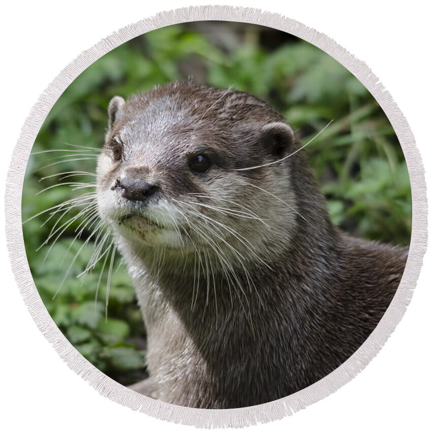 Otter Round Beach Towel featuring the photograph Asian short clawed otter by Steev Stamford