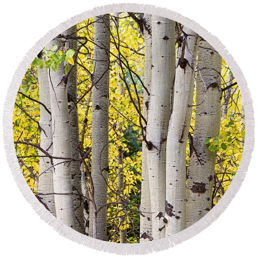 Aspen Round Beach Towel featuring the photograph Aspen Trees in Autumn Color Portrait View by James BO Insogna
