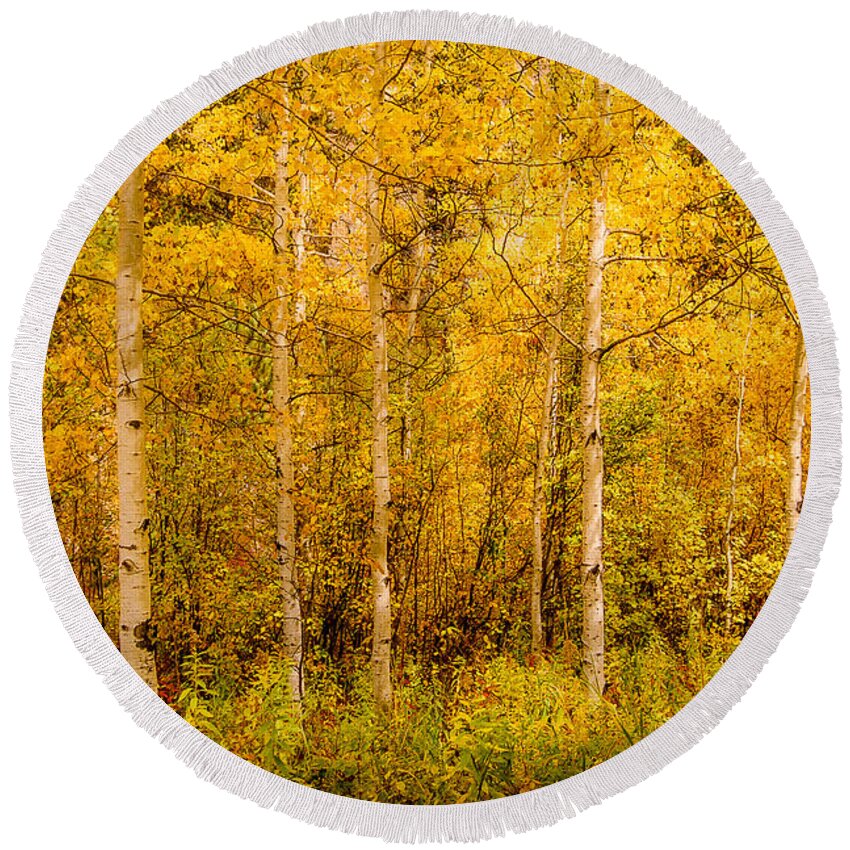 Aspen Round Beach Towel featuring the photograph Aspens in Autumn by Greni Graph