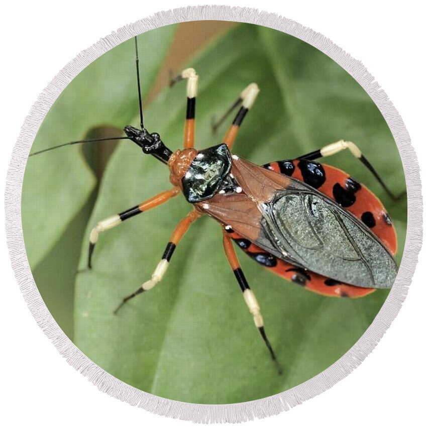 Wildlife Round Beach Towel featuring the photograph Assassin Bug Eulyes Sp by Fletcher & Baylis