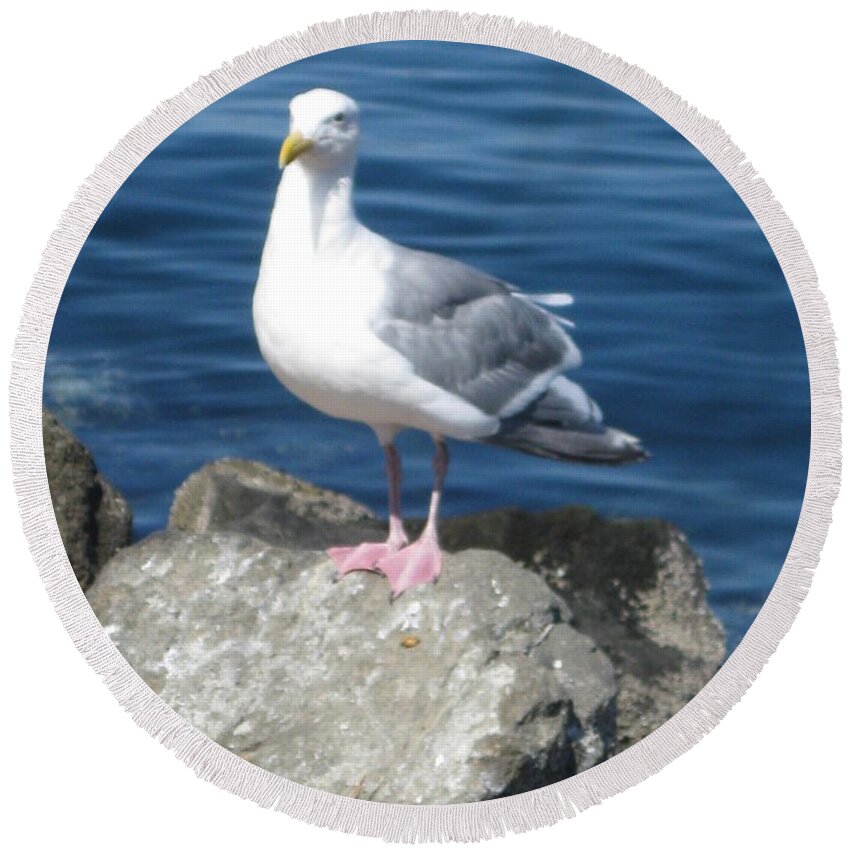 Seagull Round Beach Towel featuring the photograph Attitude by David Trotter