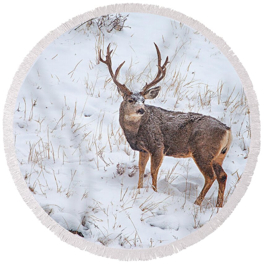 Deer Round Beach Towel featuring the photograph Atypical Buck by Darren White