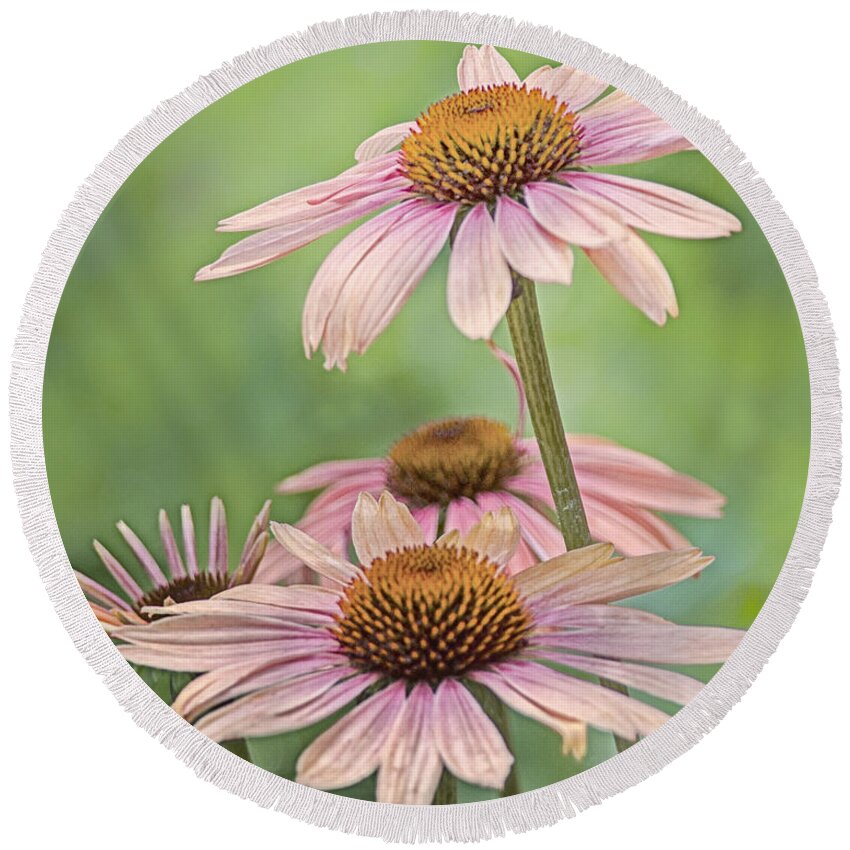 Coneflowers Round Beach Towel featuring the photograph August Coneflowers by Peg Runyan
