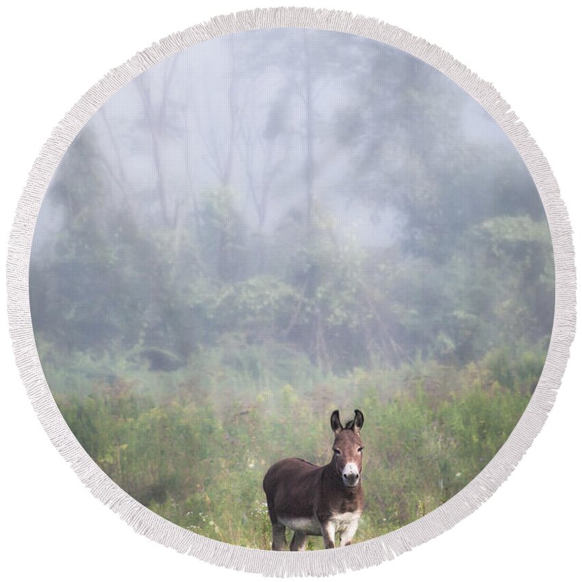 Animals Round Beach Towel featuring the photograph August morning - Donkey in the field. by Gary Heller