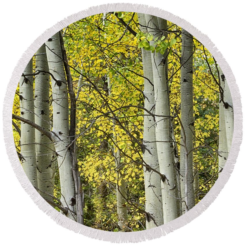 Autumn Round Beach Towel featuring the photograph Autumn Aspen Tree Trunks In Their Glory by James BO Insogna