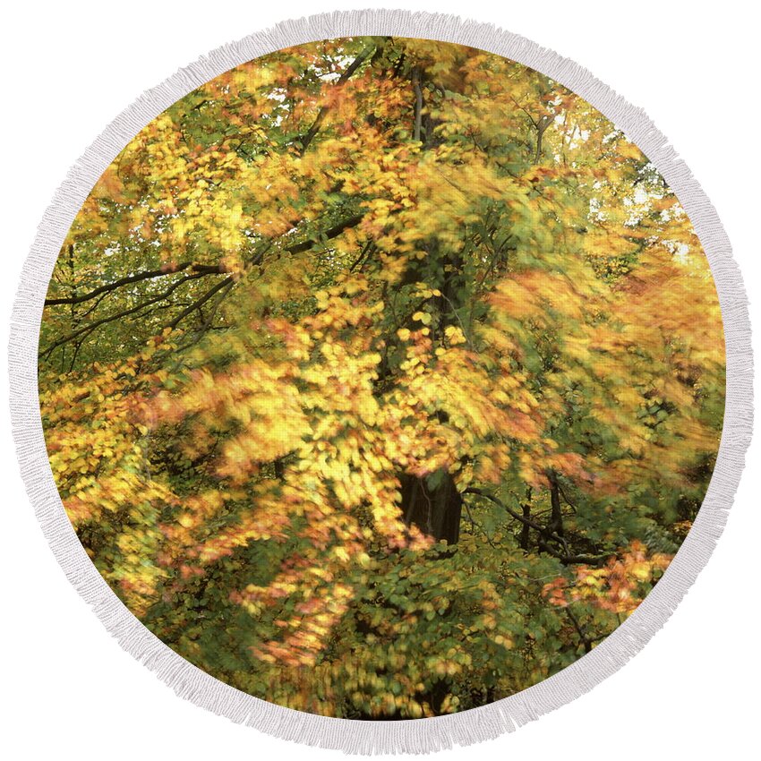 Autumn Round Beach Towel featuring the photograph Autumn beech shaking in the wind by Ulrich Kunst And Bettina Scheidulin