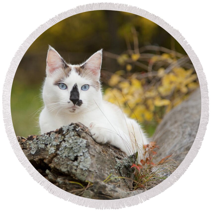 Autumn Round Beach Towel featuring the photograph Autumn Cat by Theresa Tahara