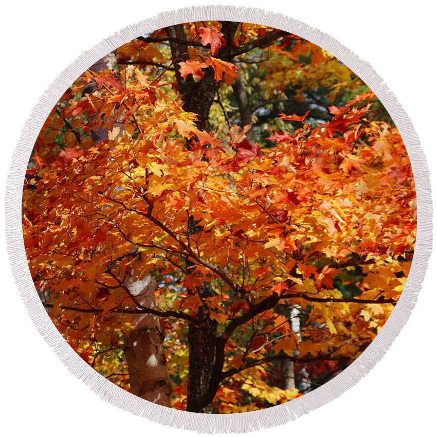 Landscape Round Beach Towel featuring the digital art Autumn Gold by Pat Speirs