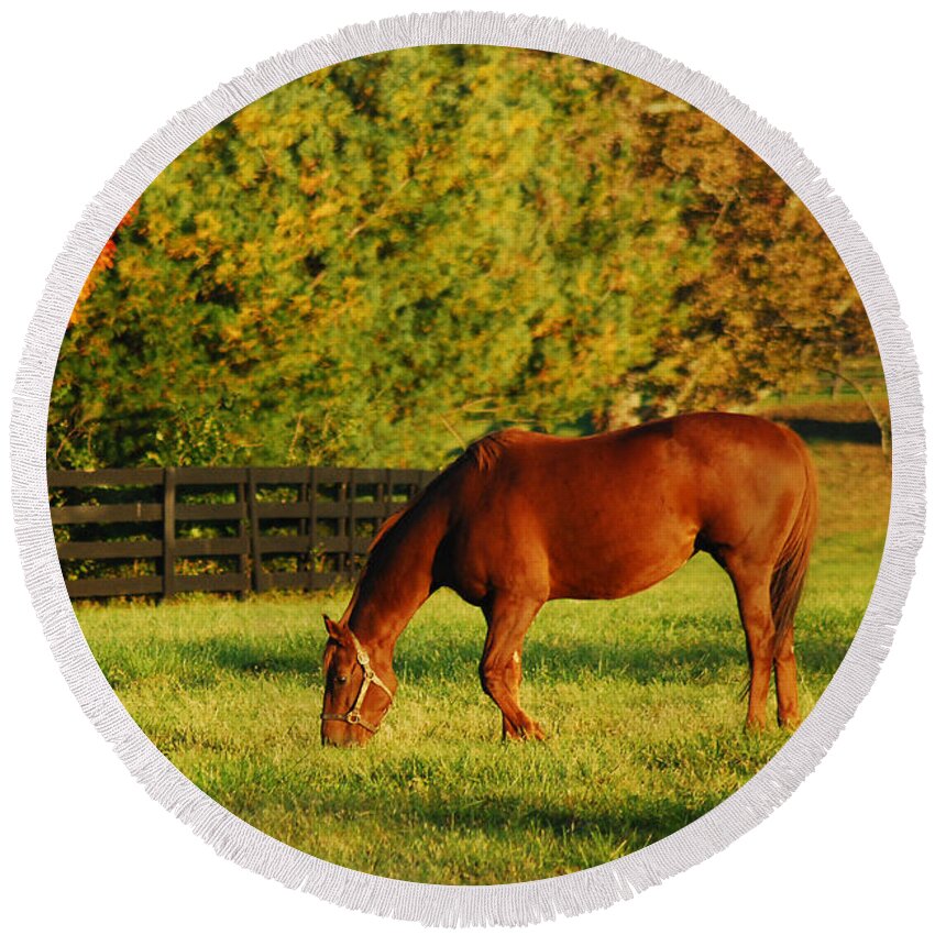 Horse Round Beach Towel featuring the photograph Autumn Grazing by James Kirkikis