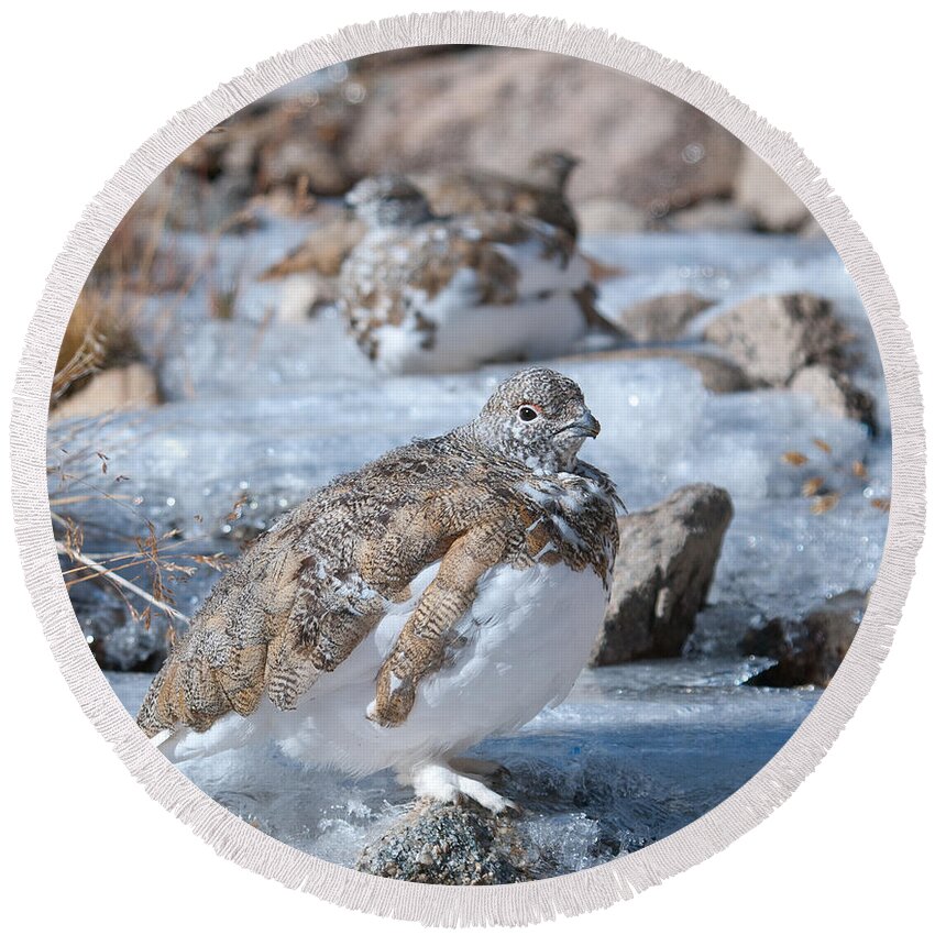 White-tailed Ptarmigan Round Beach Towel featuring the photograph Autumn Plumage White-tailed Ptarmigan by Cascade Colors