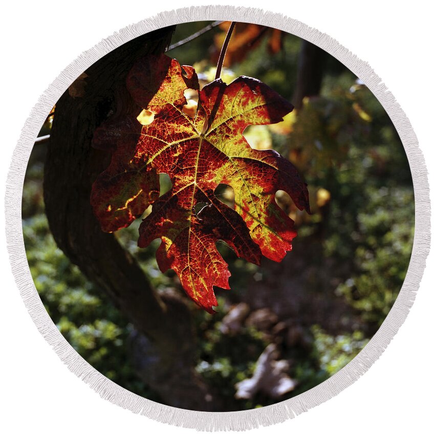 Leaf Round Beach Towel featuring the photograph Autumnal Grapevine by Riccardo Mottola