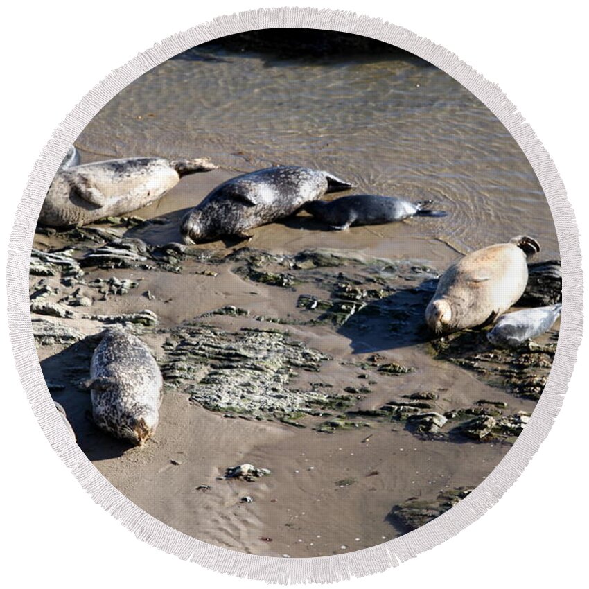 Seal Round Beach Towel featuring the photograph Baby and Mama Seals by Henrik Lehnerer