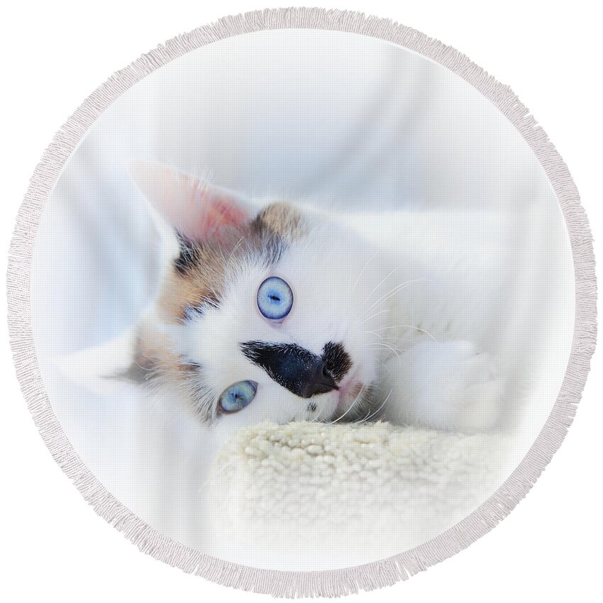 Kitten Round Beach Towel featuring the photograph Baby Blue Eyes by Theresa Tahara