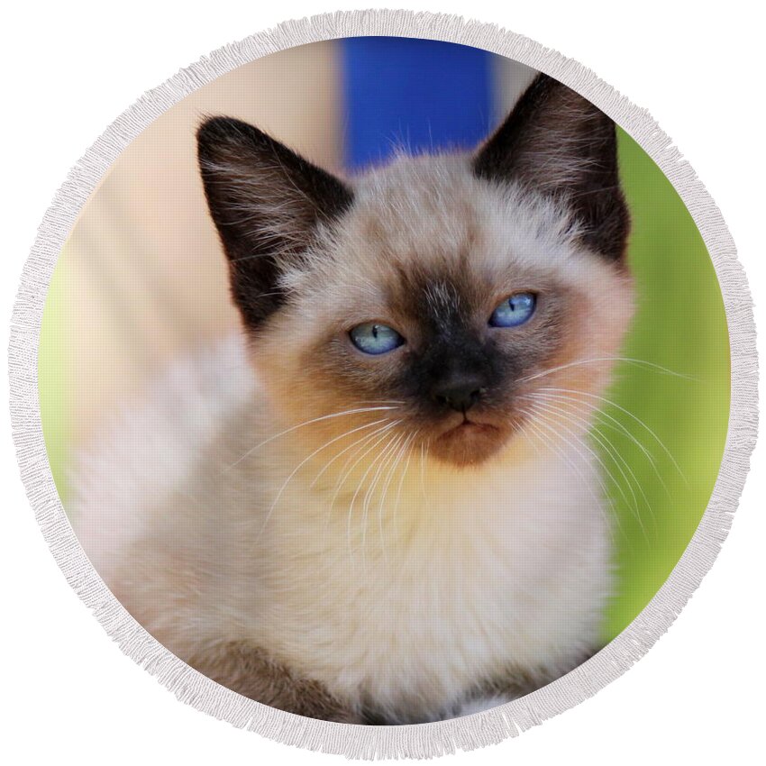 Kitten Round Beach Towel featuring the photograph Baby Blues by Melanie Lankford Photography
