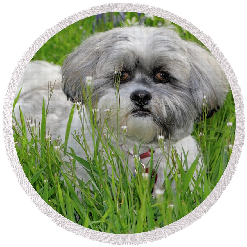 Dog Round Beach Towel featuring the photograph Baby Breath by Arthur Fix