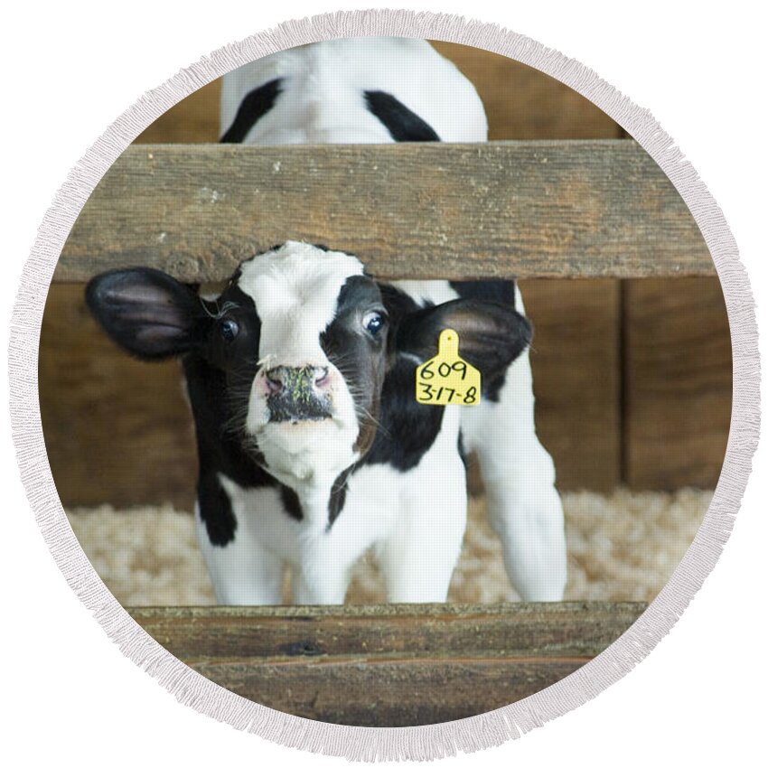 Cow Round Beach Towel featuring the photograph Baby Cow by Louise Magno
