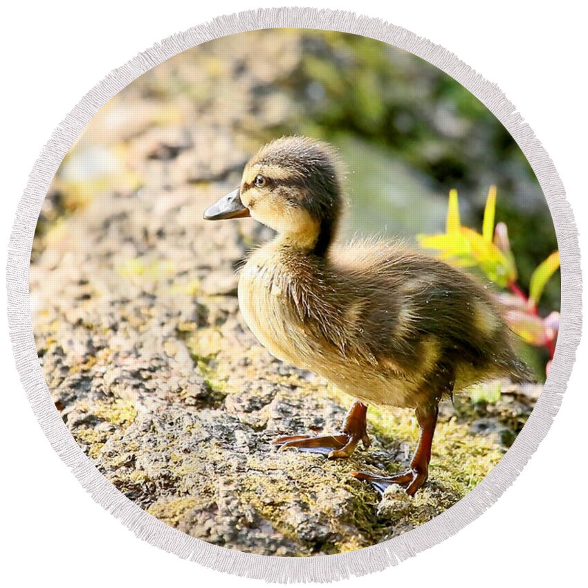 Duckling Round Beach Towel featuring the photograph Baby Duckling by Athena Mckinzie